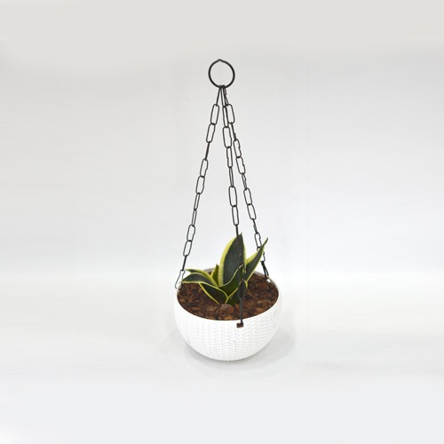 Oxygen Plant Hanging | Plant With Hanging Basket - Air Purifier Plant - Indoor/Outdoor Plant