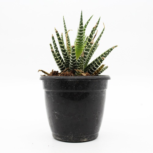 Haworthia Fansciate Zebra Plant Live Plant with Plastic Black Pot| Succlent