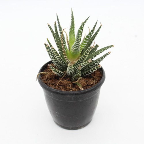 Haworthia Fansciate Zebra Plant Live Plant with Plastic Black Pot| Succlent