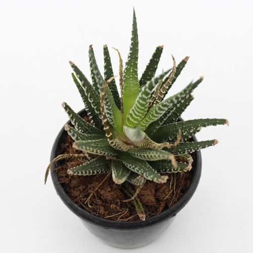 Haworthia Fansciate Zebra Plant Live Plant with Plastic Black Pot| Succlent