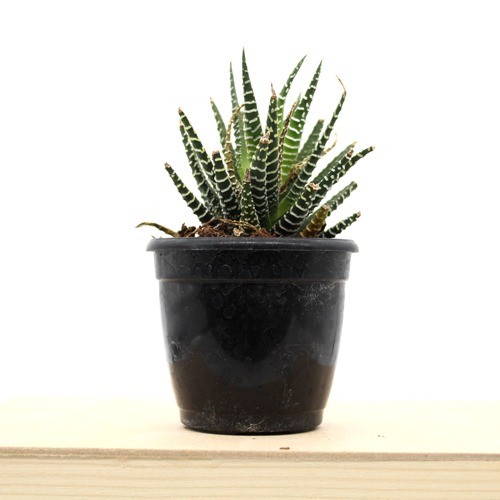 Haworthia Fansciate Zebra Plant Live Plant with Plastic Black Pot| Succlent