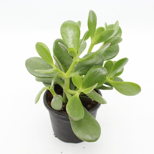 Crassula Ovata Plant( Good Luck Vastu Plant) | Lucky Plant Jade Plant Crassula ovata, Friendship Tree, Indoor Green Live Table Plant