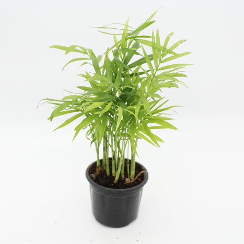 Areca Palm Air Purifier Natural Live Plant with Plastic Pot