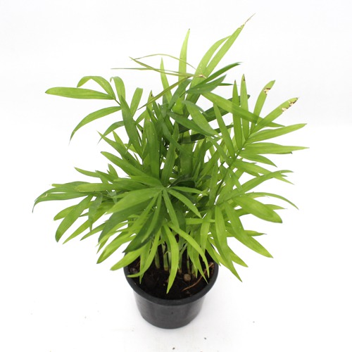 Areca Palm Air Purifier Natural Live Plant with Plastic Pot