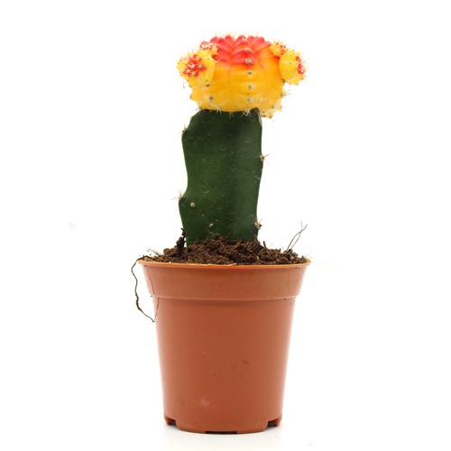 Moon Cactus Live Plant ( Yellow and pink) | Natural Live Plant | Plastic Pot | Air Purifying | Succulent