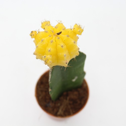 Yellow Moon Cactus Live Plant | Natural Live Plant | Plastic Pot | Air Purifying | Succulent