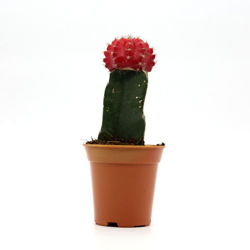 Red Moon Cactus Live Plant | Natural Live Plant | Plastic Pot | Air Purifying | Succulent