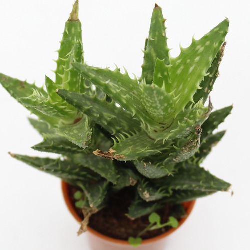 Aloe Juvenna (Tiger Tooth Aloe) Small Succulent Plant | Indoor Plants | Plants