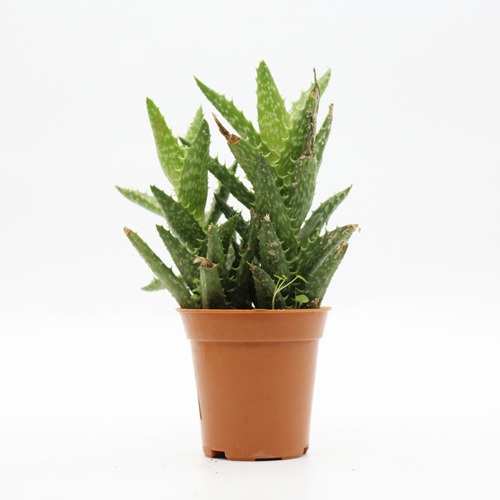 Aloe Juvenna (Tiger Tooth Aloe) Small Succulent Plant | Indoor Plants | Plants