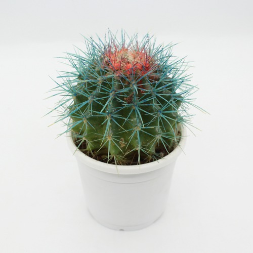 Echinocactus grusonii Painted Non-Grafted Blue -Orange Cactus |  Colourful cactus | Cactus