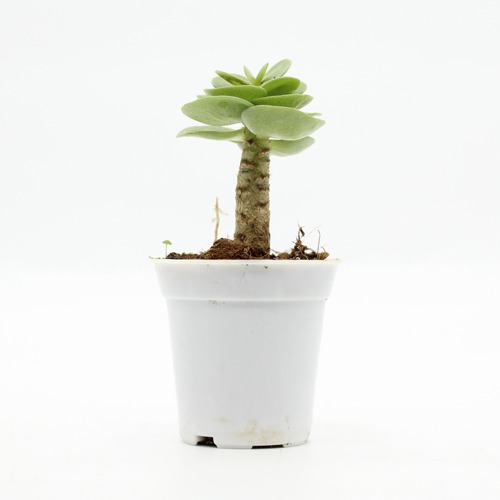 Portulaca Molokiniensis Succulent Plant | Indoor Plants | Plants | Home Office Table Plant