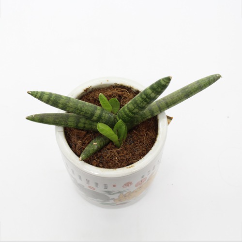 Sansevieria Cylindrica Boncel Plant | Snake Plant,Live Plant, Air Purifying,Home Decor Plant