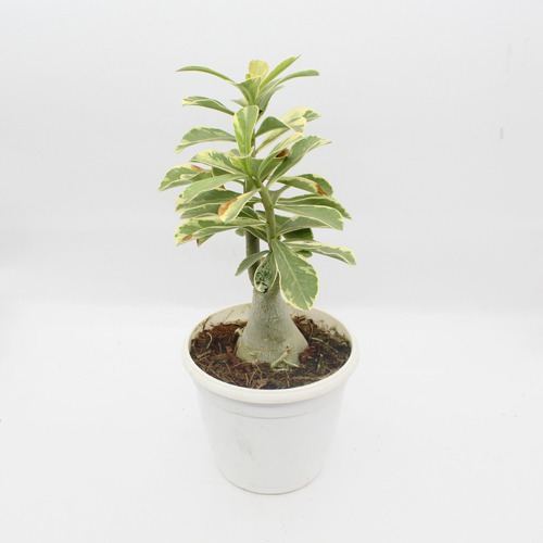 Wave Flower Adenium Single Layer White Flower Plant |  Bonsai Live Plant