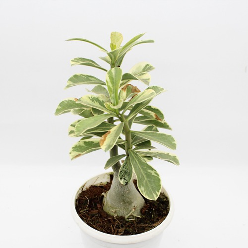 Wave Flower Adenium Single Layer White Flower Plant |  Bonsai Live Plant