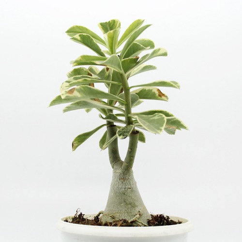 Wave Flower Adenium Single Layer White Flower Plant |  Bonsai Live Plant