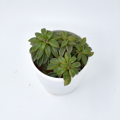 pepromia wolfgang succulent | Plants | Indoor Plants