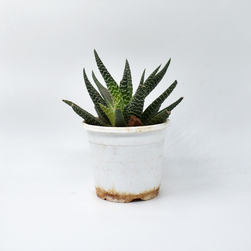 Haworthia Attenuata Zebra Succulent Plant | Indoor Plants | Plants | Plant For Decor