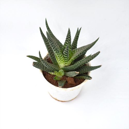 Haworthia Attenuata Zebra Succulent Plant | Indoor Plants | Plants | Plant For Decor