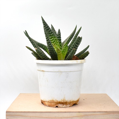 Haworthia Attenuata Zebra Succulent Plant | Indoor Plants | Plants | Plant For Decor