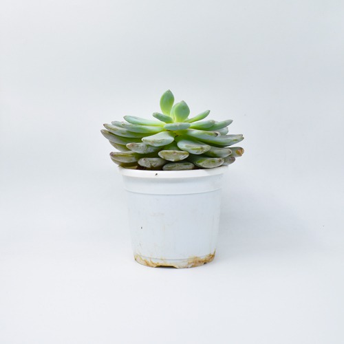 Echeveria pulvinata 'Ruby' | Plants For Decor | Decor | Plants | Indoor Plants