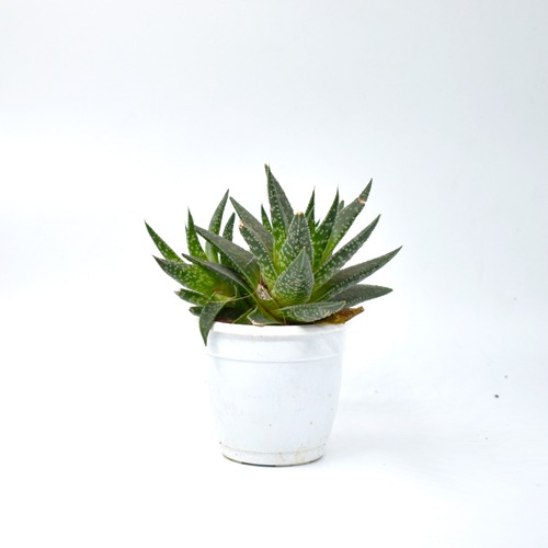 Tiger Tooth Aloe | Aloe Juvenna | Small Succulent Plant |  Plants |