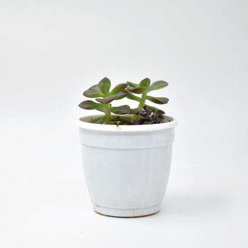 Harvestvale Crussula Plant |  Plants | Indoor Plants | Home Decor