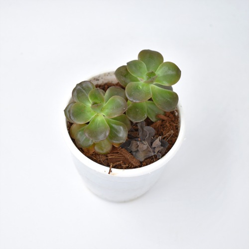 Harvestvale Crussula Plant |  Plants | Indoor Plants | Home Decor