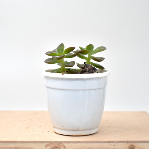 Harvestvale Crussula Plant |  Plants | Indoor Plants | Home Decor