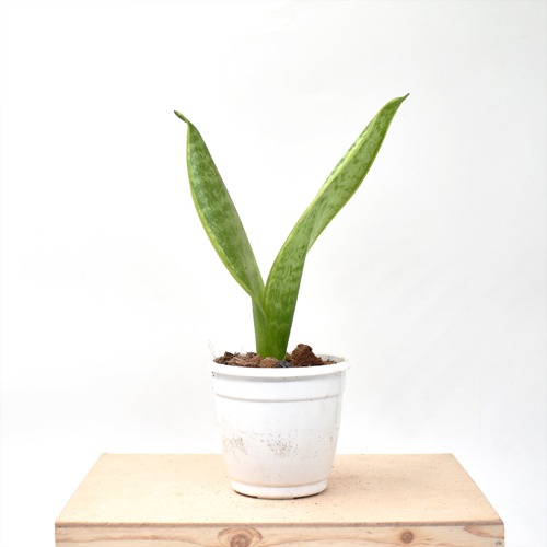 Sansevieria Laurentil Plants | Indoor Plants | Plants