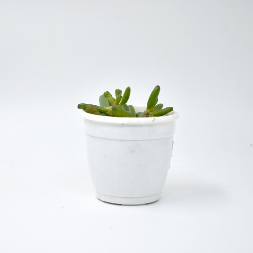 Crassula Ovata Plant | Plants For Decor | Decor | Plants | Indoor Plants