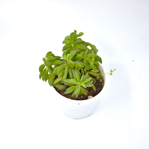 Peperomia Dolabriformis | Nivalis Peperomia Axillaris Plants For Decor | Decor | Plants | Indoor Plants