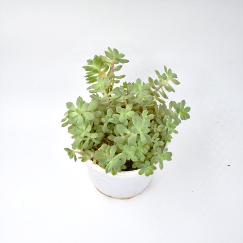 Sedum Palmeri Plant Plants For Decor | Decor | Plants | Indoor Plants