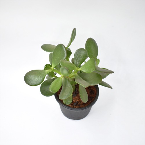 Jade Crassula Ovata Jade Plant | Lucky Plant Jade Plant Crassula ovata, Friendship Tree, Indoor Green Live Table Plant