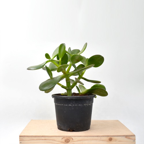 Jade Crassula Ovata Jade Plant | Lucky Plant Jade Plant Crassula ovata, Friendship Tree, Indoor Green Live Table Plant