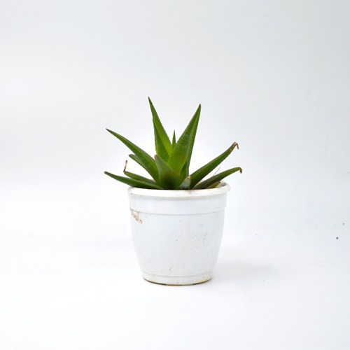 Fasciated Haworthia | Haworthiopsis FasciatePlant | Indoor Plants | Plants