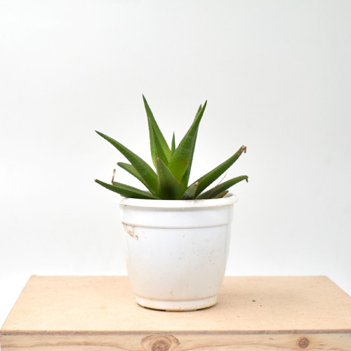 Fasciated Haworthia | Haworthiopsis FasciatePlant | Indoor Plants | Plants