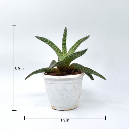 Golnialoe Variegata | Tiger Aloe | Tiger Aloe Plant | Indoor Plant