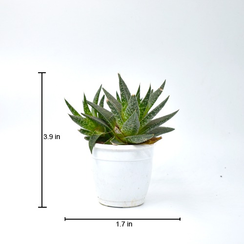 Tiger Tooth Aloe | Aloe Juvenna | Small Succulent Plant |  Plants |