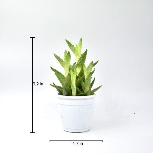 Aloe Squarrosa Plant | Indoor Plants | Plants | Table Top Plants