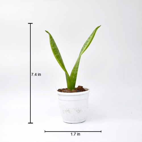 Sansevieria Laurentil Plants | Indoor Plants | Plants