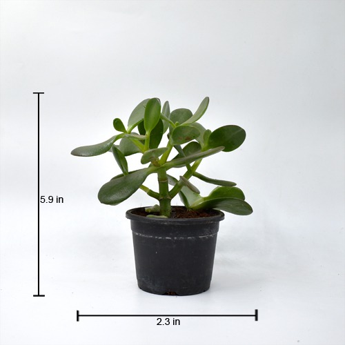 Jade Crassula Ovata Jade Plant | Lucky Plant Jade Plant Crassula ovata, Friendship Tree, Indoor Green Live Table Plant