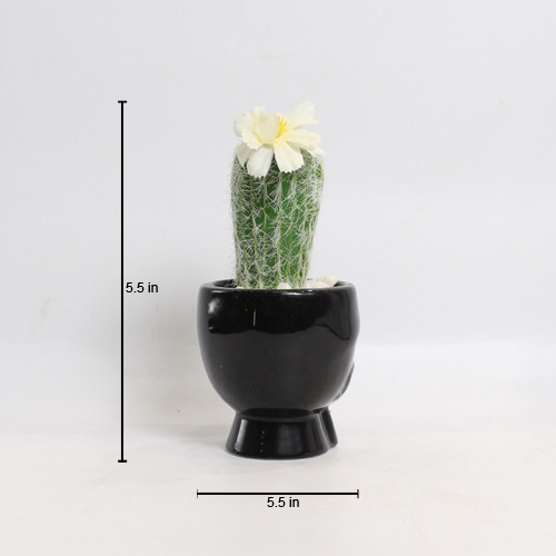 Artificial Cactus Black Pot | Artificial Plant with Pot Artificial Plants for Home Decor Decorative Plants Artificial Flowers with Pot